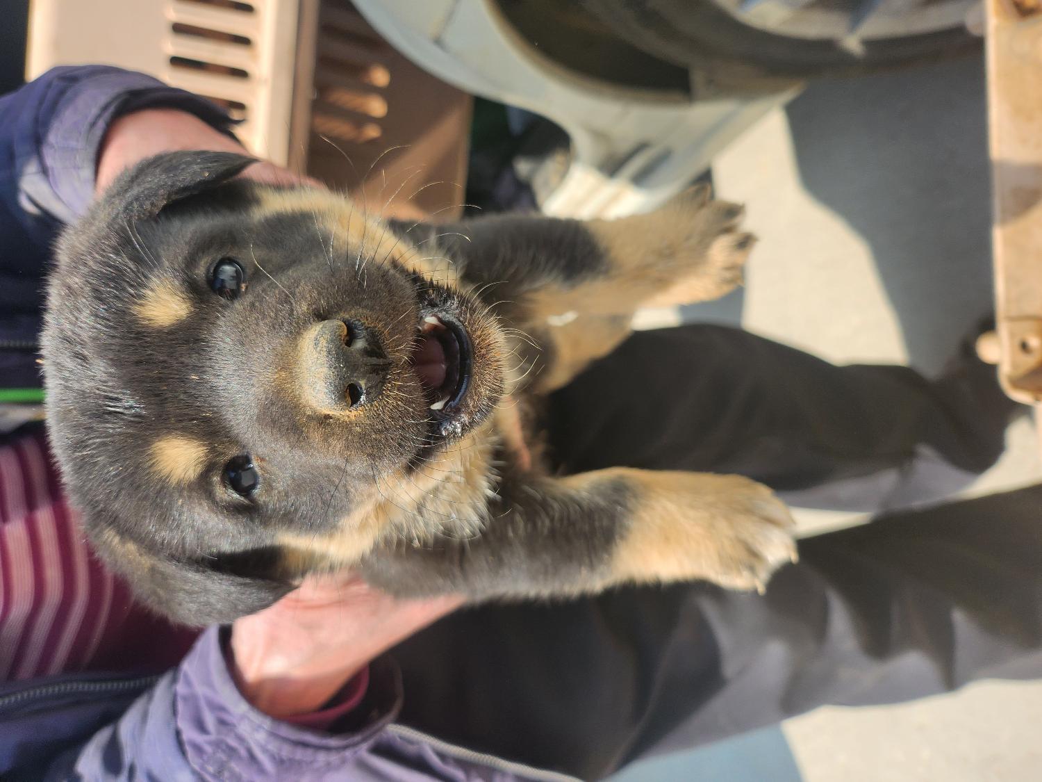 예산동물보호센터_444461202300194